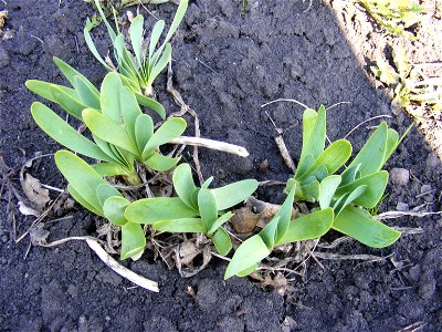 Allium nutans L. - leaves in spring.