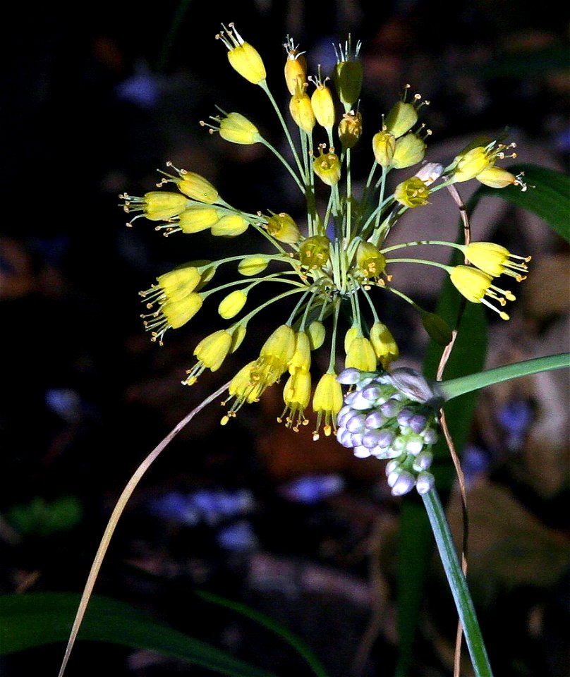 Allium flavum (yellow) and Allium carinatum (purple)