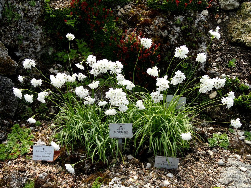 Allium zebdanense specimen in the Botanischer Garten München-Nymphenburg, Munich, Germany.