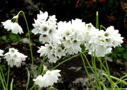 Allium zebdanense specimen in the Botanischer Garten München-Nymphenburg, Munich, Germany.