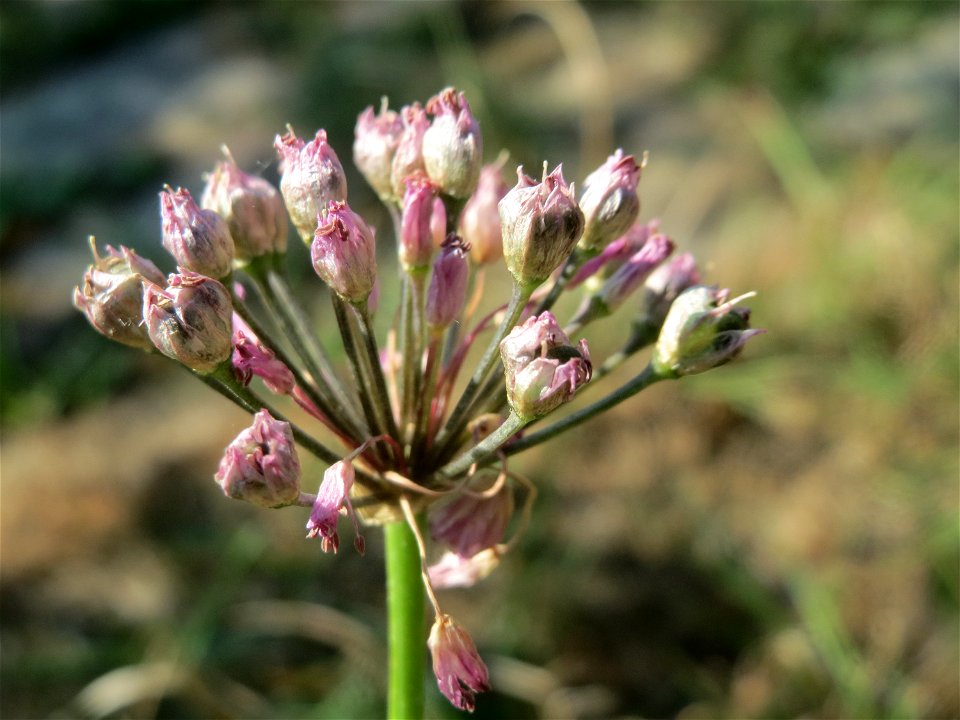 Kanten-Lauch (Allium angulosum) - Das mit Steinplatten befestigte Böschungsufer am Rhein bei Altlußheim hat eine besondere Vegetation mit z.T. seltenen Pflanzen
