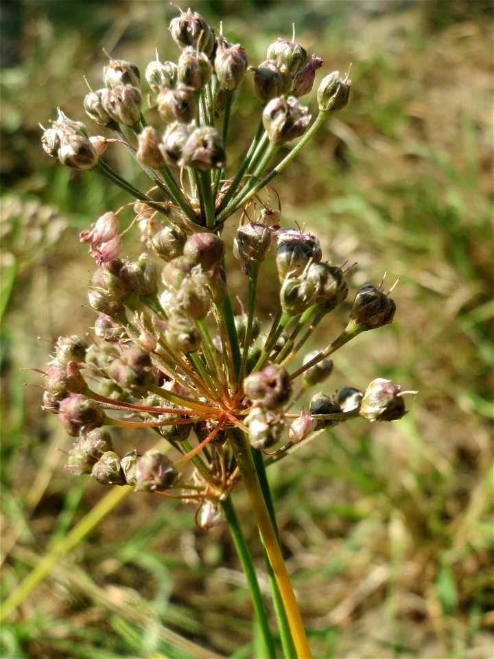 Kanten-Lauch (Allium angulosum) - Das mit Steinplatten befestigte Böschungsufer am Rhein bei Altlußheim hat eine besondere Vegetation mit z.T. seltenen Pflanzen