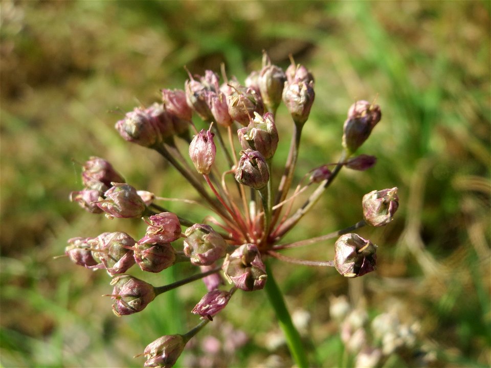 Kanten-Lauch (Allium angulosum) - Das mit Steinplatten befestigte Böschungsufer am Rhein bei Altlußheim hat eine besondere Vegetation mit z.T. seltenen Pflanzen