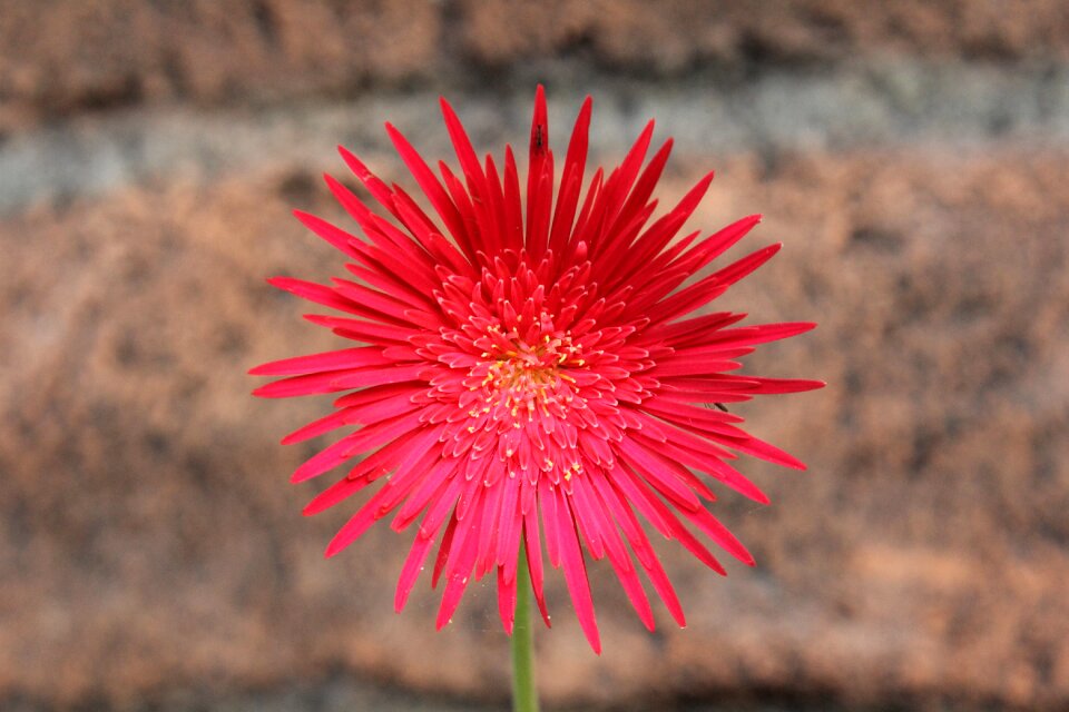 Red flower close up