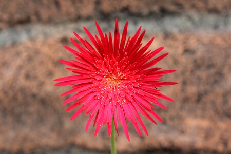 Red flower close up photo