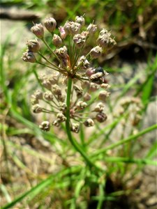 Kanten-Lauch (Allium angulosum) - Das mit Steinplatten befestigte Böschungsufer am Rhein bei Altlußheim hat eine besondere Vegetation mit z.T. seltenen Pflanzen