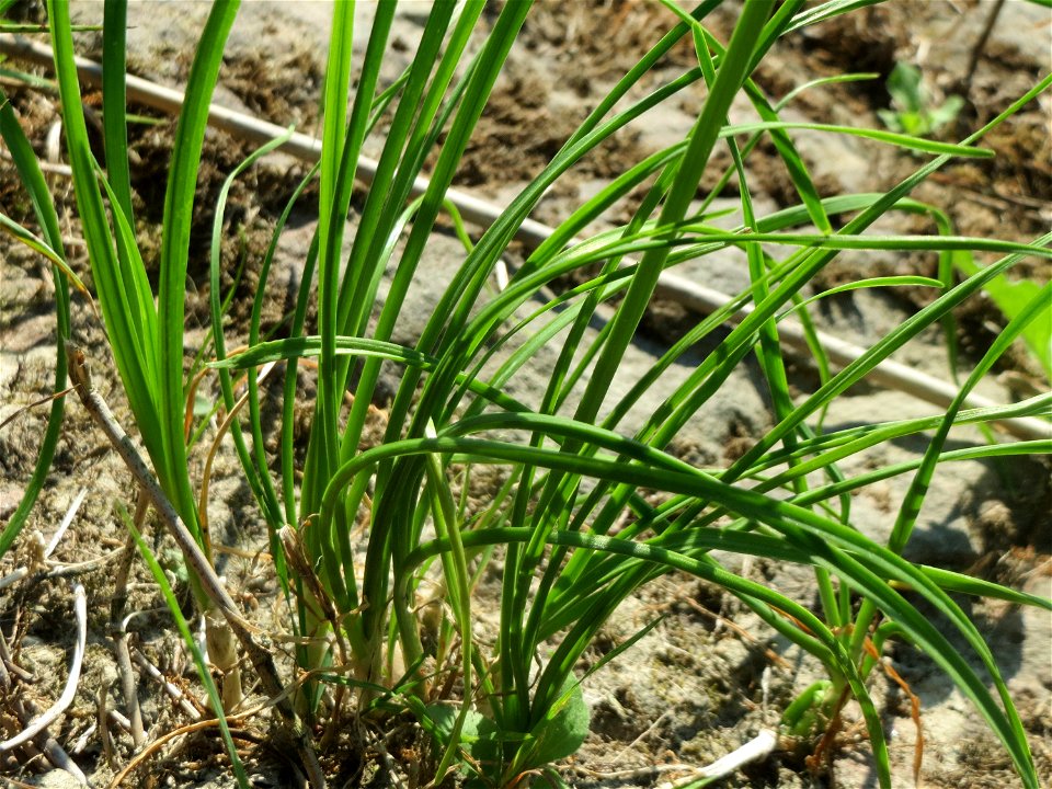 Kanten-Lauch (Allium angulosum) - Das mit Steinplatten befestigte Böschungsufer am Rhein bei Altlußheim hat eine besondere Vegetation mit z.T. seltenen Pflanzen