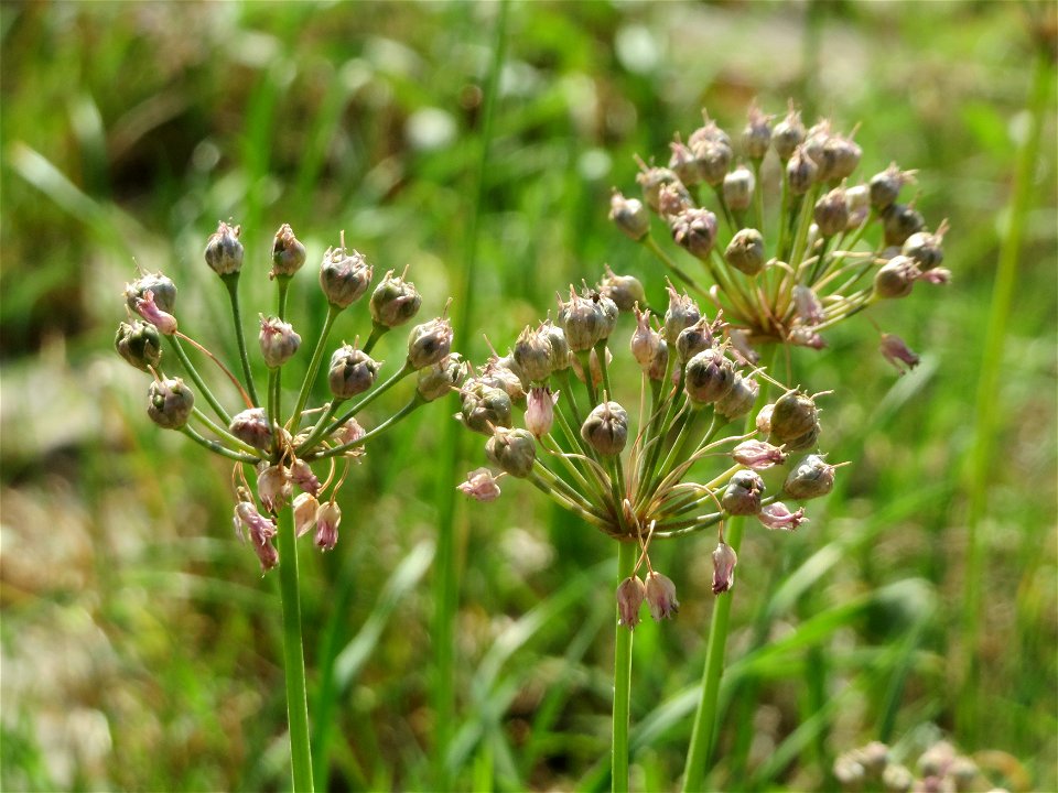 Kanten-Lauch (Allium angulosum) - Das mit Steinplatten befestigte Böschungsufer am Rhein bei Altlußheim hat eine besondere Vegetation mit z.T. seltenen Pflanzen