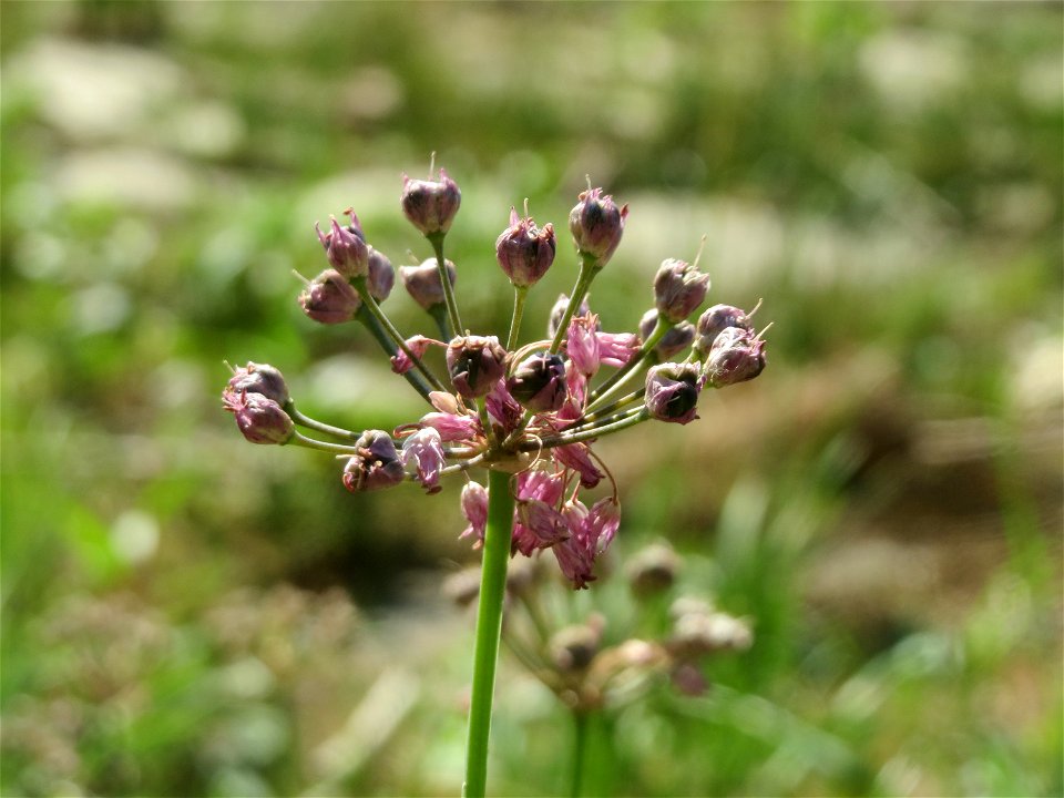 Kanten-Lauch (Allium angulosum) - Das mit Steinplatten befestigte Böschungsufer am Rhein bei Altlußheim hat eine besondere Vegetation mit z.T. seltenen Pflanzen