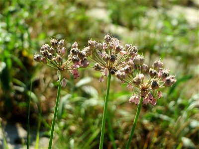 Kanten-Lauch (Allium angulosum) - Das mit Steinplatten befestigte Böschungsufer am Rhein bei Altlußheim hat eine besondere Vegetation mit z.T. seltenen Pflanzen