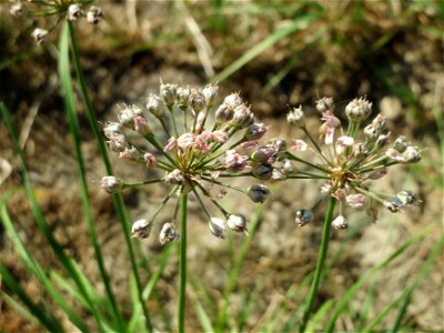 Kanten-Lauch (Allium angulosum) - Das mit Steinplatten befestigte Böschungsufer am Rhein bei Altlußheim hat eine besondere Vegetation mit z.T. seltenen Pflanzen