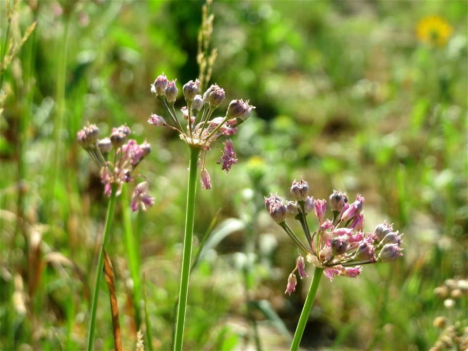 Kanten-Lauch (Allium angulosum) - Die mit Steinplatten befestigte Uferböschung am Rhein bei Altlußheim hat eine besondere Vegetation mit z.T. seltenen Pflanzen