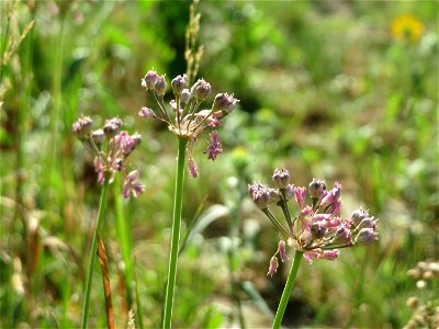 Kanten-Lauch (Allium angulosum) - Die mit Steinplatten befestigte Uferböschung am Rhein bei Altlußheim hat eine besondere Vegetation mit z.T. seltenen Pflanzen