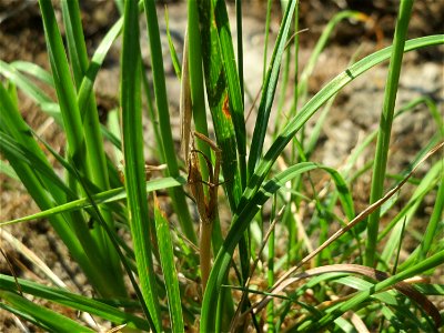 Kanten-Lauch (Allium angulosum) - Das mit Steinplatten befestigte Böschungsufer am Rhein bei Altlußheim hat eine besondere Vegetation mit z.T. seltenen Pflanzen