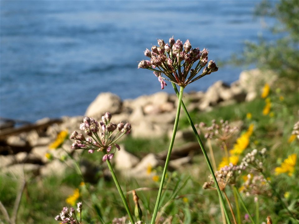 Kanten-Lauch (Allium angulosum) - Die mit Steinplatten befestigte Uferböschung am Rhein bei Altlußheim hat eine besondere Vegetation mit z.T. seltenen Pflanzen