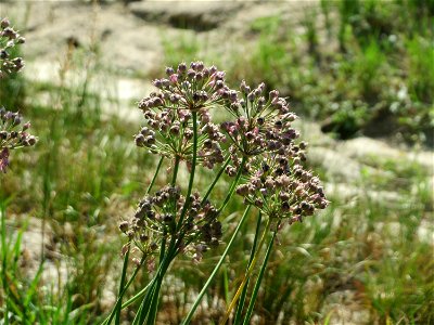 Kanten-Lauch (Allium angulosum) - Die mit Steinplatten befestigte Uferböschung am Rhein bei Altlußheim hat eine besondere Vegetation mit z.T. seltenen Pflanzen