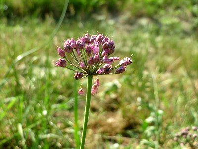 Kanten-Lauch (Allium angulosum) - Die mit Steinplatten befestigte Uferböschung am Rhein bei Altlußheim hat eine besondere Vegetation mit z.T. seltenen Pflanzen