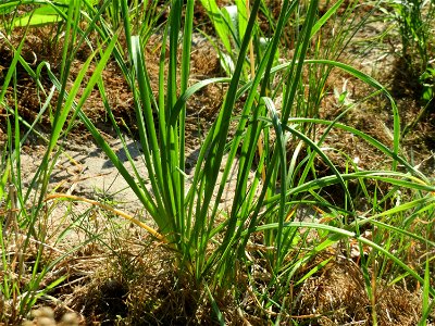 Kanten-Lauch (Allium angulosum) - Die mit Steinplatten befestigte Uferböschung am Rhein bei Altlußheim hat eine besondere Vegetation mit z.T. seltenen Pflanzen