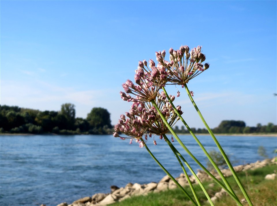 Kanten-Lauch (Allium angulosum) - Die mit Steinplatten befestigte Uferböschung am Rhein bei Altlußheim hat eine besondere Vegetation mit z.T. seltenen Pflanzen