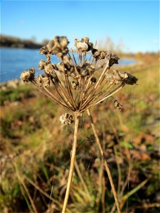 Kanten-Lauch (Allium angulosum) am Rhein bei Altlußheim - dieser seltene Lauch findet man in dieser Gegend nur an den Uferböschungen des Rheins