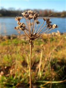 Kanten-Lauch (Allium angulosum) am Rhein bei Altlußheim - dieser seltene Lauch findet man in dieser Gegend nur an den Uferböschungen des Rheins
