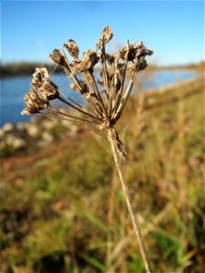 Kanten-Lauch (Allium angulosum) am Rhein bei Altlußheim - dieser seltene Lauch findet man in dieser Gegend nur an den Uferböschungen des Rheins