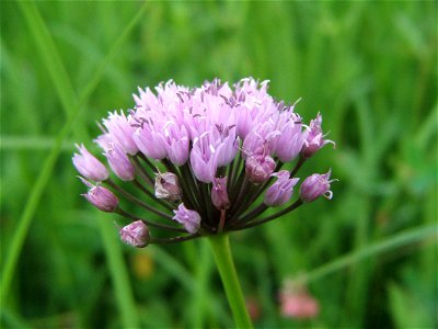 Allium angulosum photo