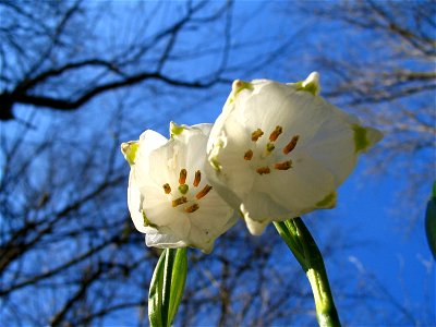 Frühlingsknotenblume in der Fränkischen Schweiz photo