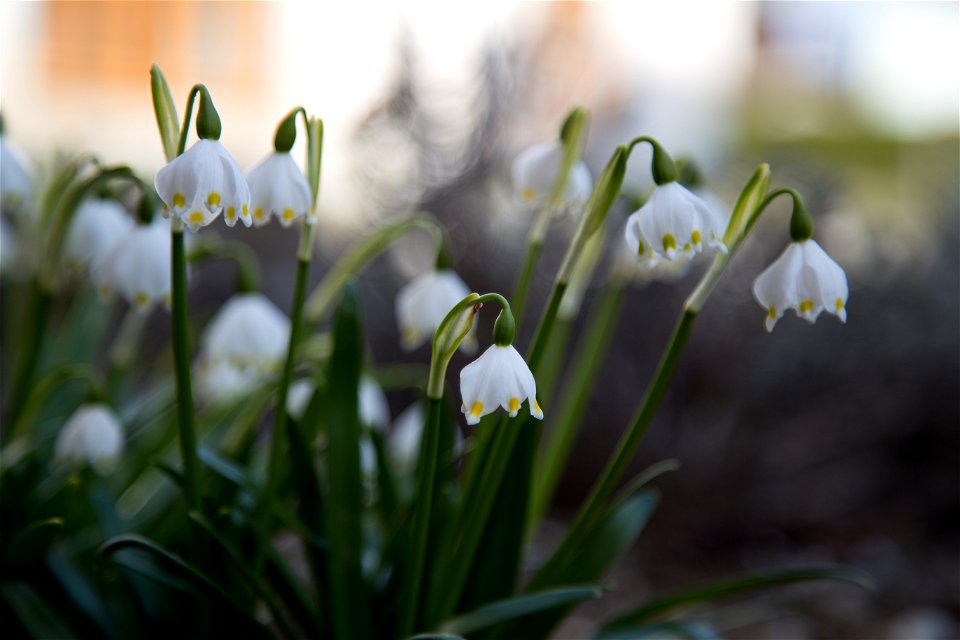 Frühlingsknotenblume (Leucojum vernum) in Kärnten photo