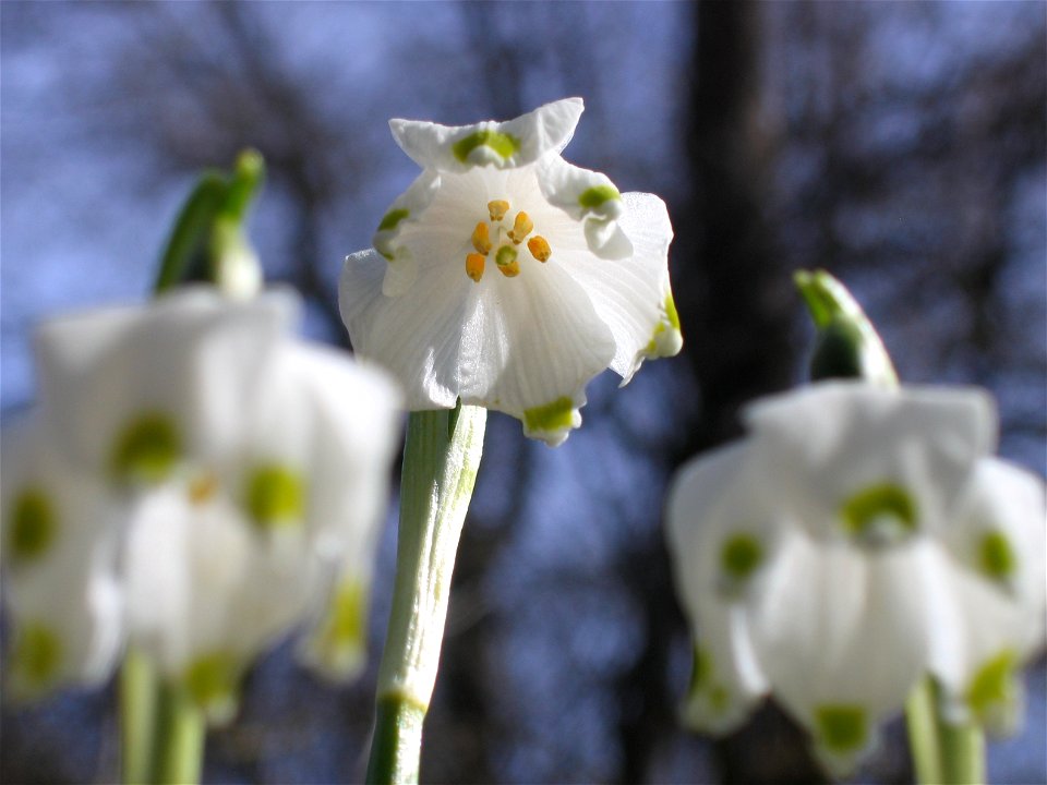 Leucojum vernum (Frühlings-Knotenblume/Märzenbecher)