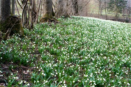 Leucojum vernum in the Ybbstal near Hollenstein an der Ybbs, Lower Austria