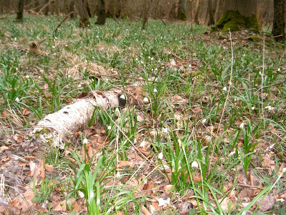 Frühlings-Knotenblume, Habitat Bockmerholz bei Hannover
