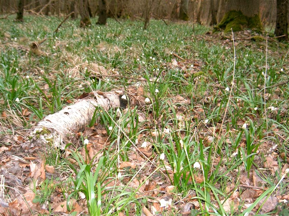 Frühlings-Knotenblume, Habitat Bockmerholz bei Hannover photo