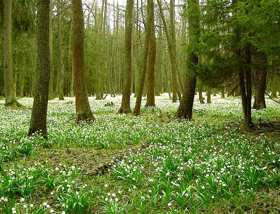 Nature reserve Králova zahrada - alderwood with Spring Snowflake