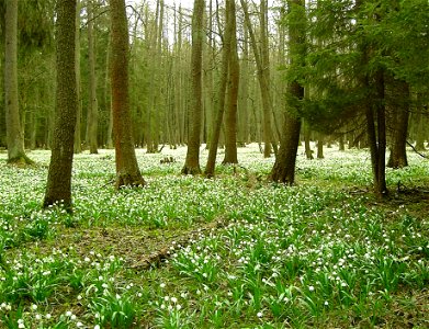 Nature reserve Králova zahrada - alderwood with Spring Snowflake photo