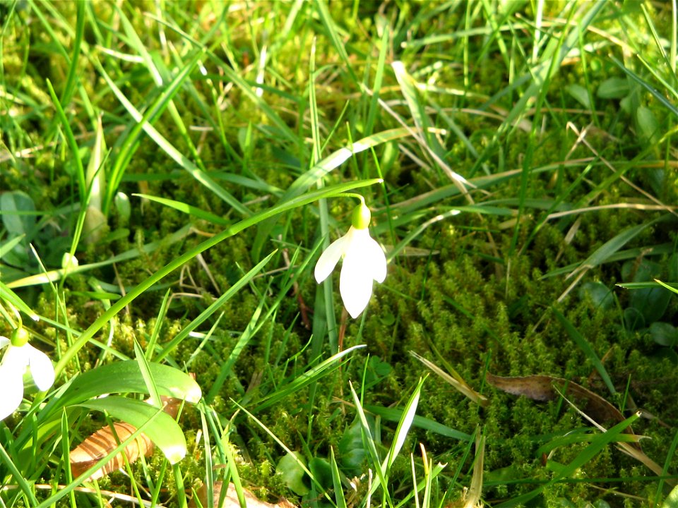 Galanthus woronowii