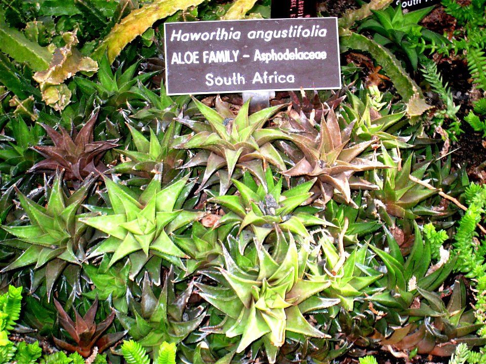 Haworthia angustifolia, in the United States Botanic Garden, Washington, DC, USA.