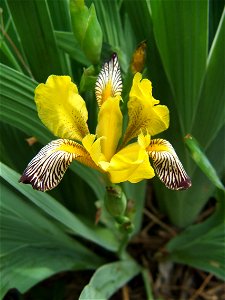 Iris_variegata L. at Naszály mountain, Vác (Hungary) photo