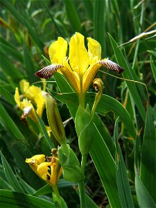 Iris_variegata L. at Naszály mountain, Vác (Hungary) photo