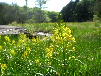 Schoenolirion croceum in fen-like area in Cedars of Lebanon State Park, Wilson County, Tennessee. photo