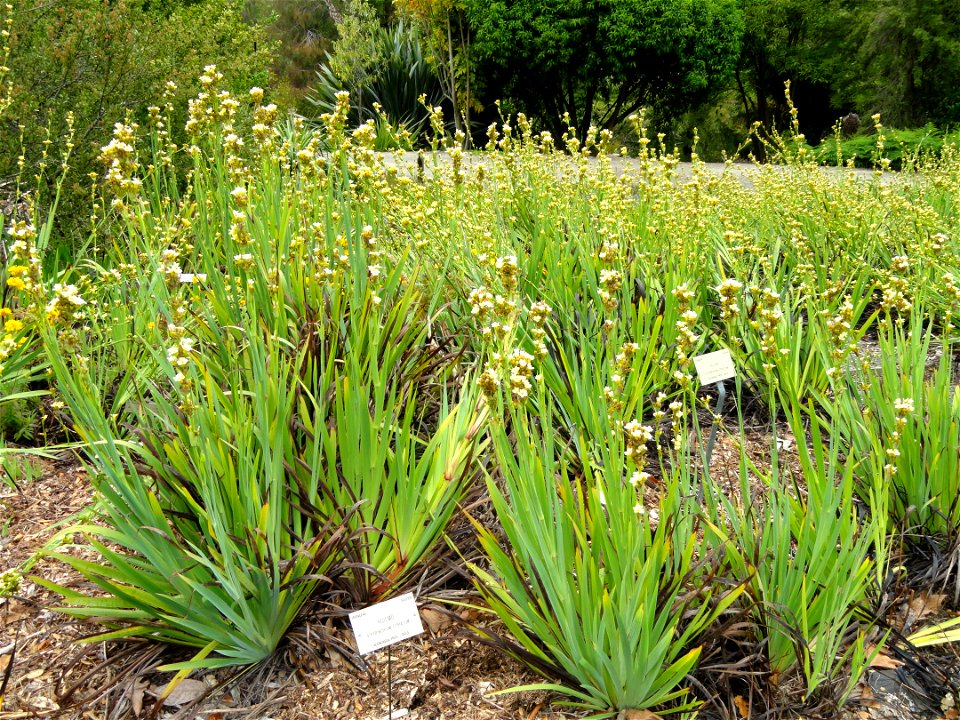 Sisyrinchium striatum specimen in the University of California Botanical Garden, Berkeley, California, USA.