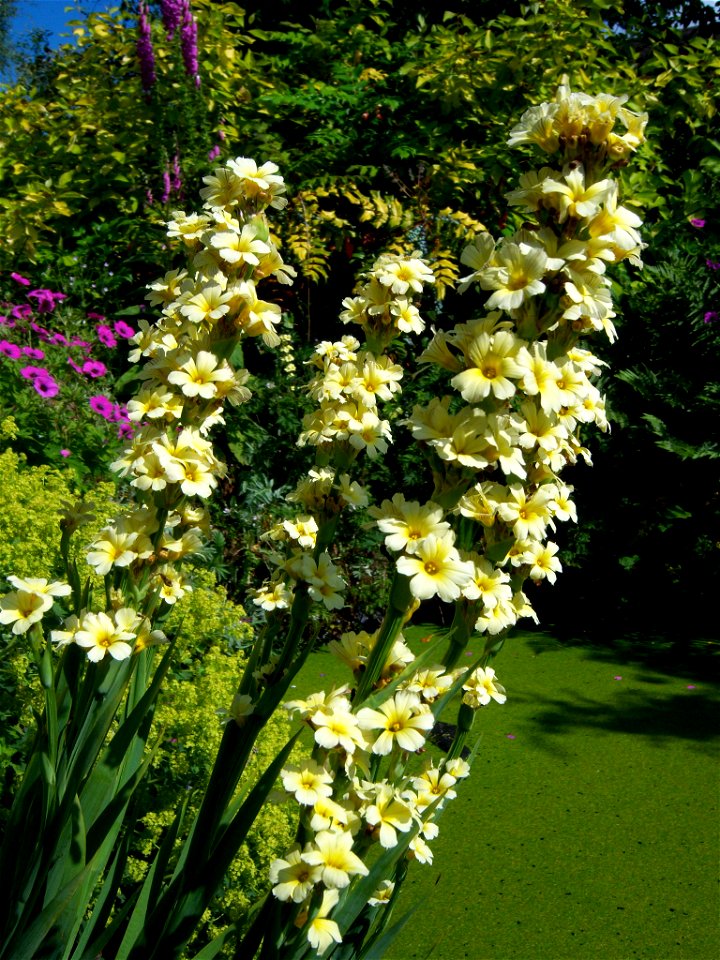 S.striatum in typical English country garden, full flower, June 2009