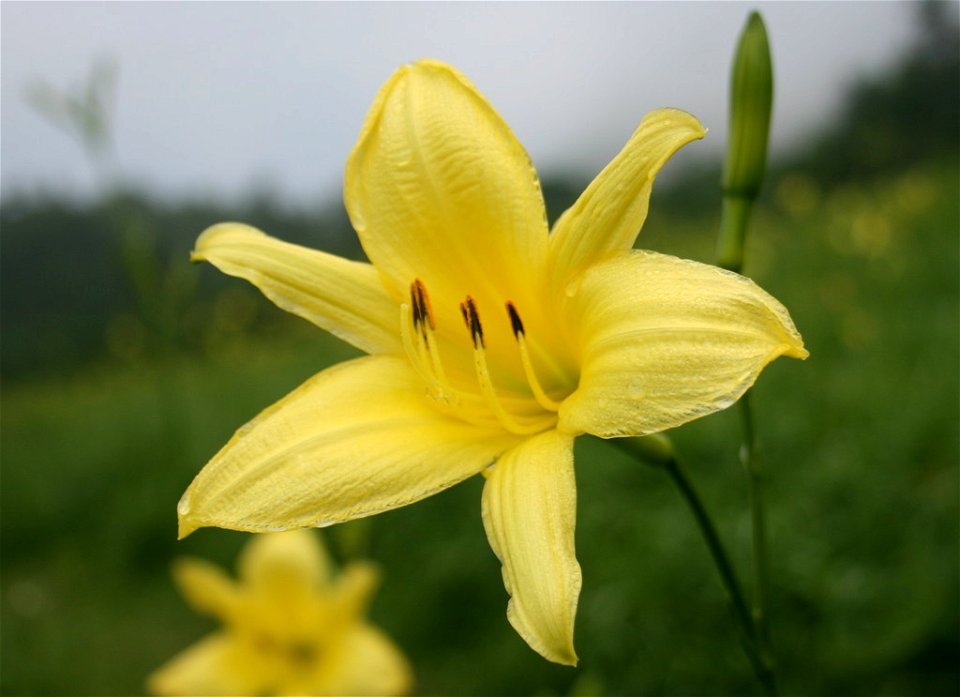 Hemerocallis vespertina in Mount Ibuki