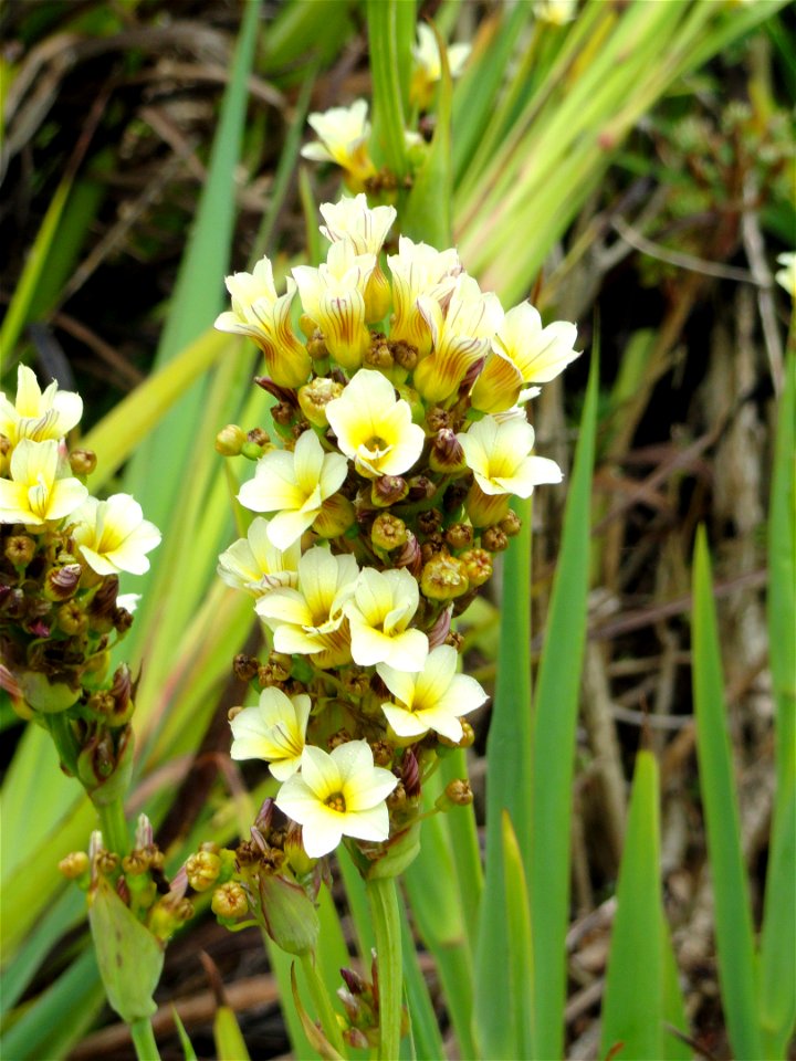 Sisyrinchium striatum specimen in the University of California Botanical Garden, Berkeley, California, USA.