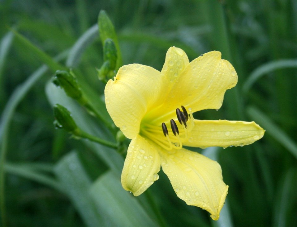 Hemerocallis vespertina Yuusuge in Ibukiyama 2010-7-10