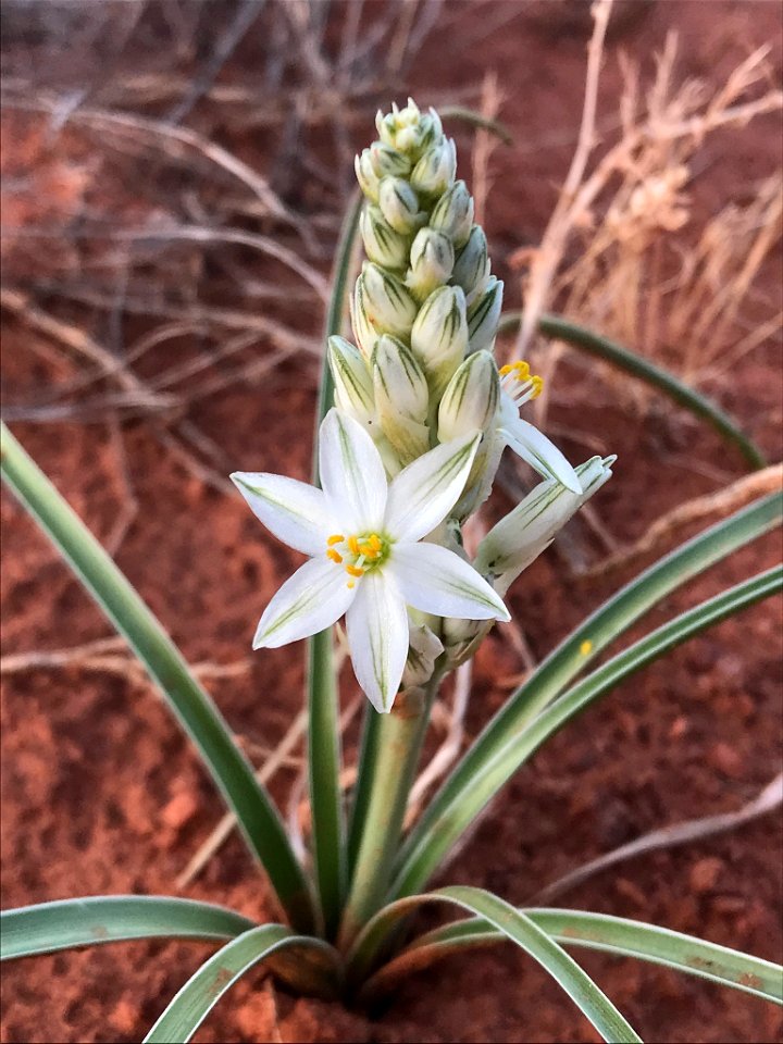 Lonely lily (Eremocrinum albomarginatum)