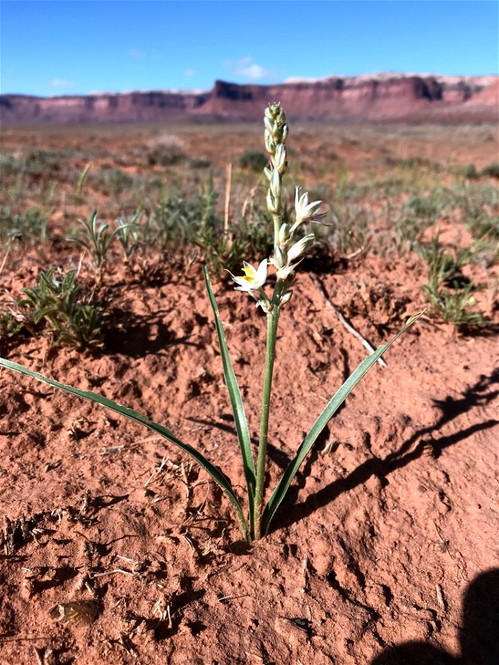 Lonely lily (Eremocrinum albomarginatum)