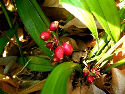 キチジョウソウ[吉祥草][Reineckea carnea]-実 photo