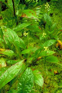 Image title: Green fringed orchid flower plant platanthera lacera Image from Public domain images website, http://www.public-domain-image.com/full-image/flora-plants-public-domain-images-pictures/flow photo