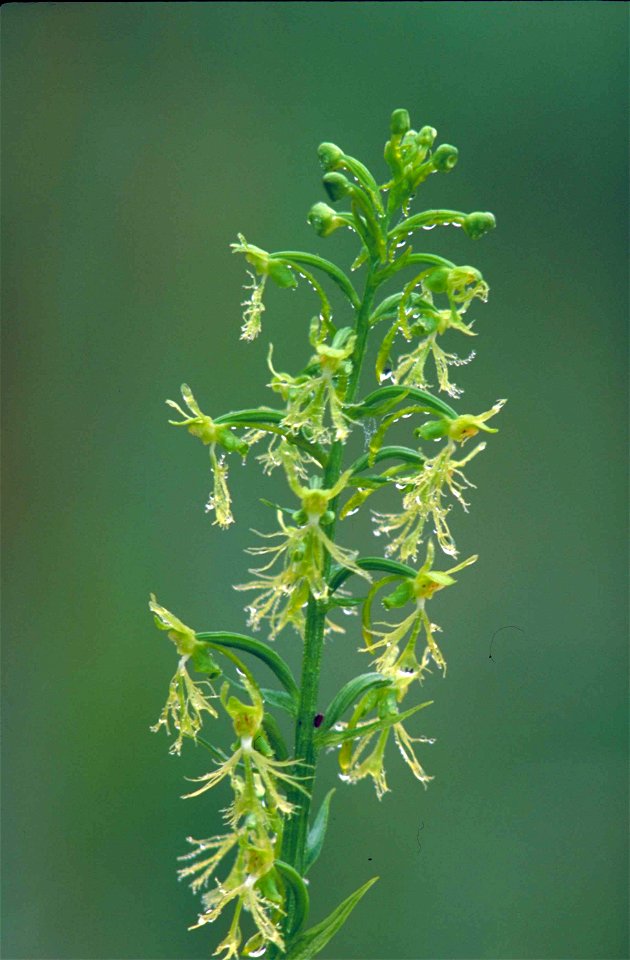 Image title: Ragged fringed orchid stalk with many delicate white orchid blossoms dripping water
Image from Public domain images website, http://www.public-domain-image.com/full-image/flora-plants-pub
